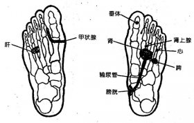 甲状腺功能亢进症:足部穴位反射区疗法